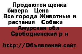 Продаются щенки бивера › Цена ­ 25 000 - Все города Животные и растения » Собаки   . Амурская обл.,Свободненский р-н